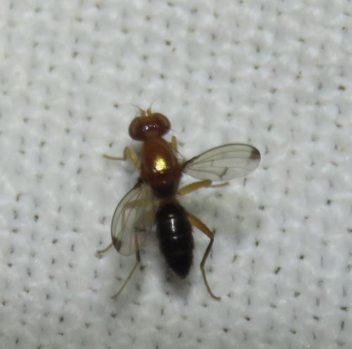 Geomyza venusta